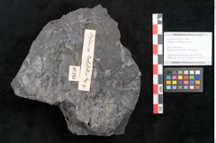 Foto (Objekt + Etikett) von Asplenium hochstetteri Unger (NHMW-GEO-2024-0188-10299)